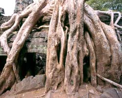 Big Root at Ta Prohm, Siem Reap, Cambodia - Hanuman Tourism Voyages