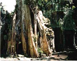 Ta Prohm, Siem Reap, Cambodia - Hanuman Tourism Voyages