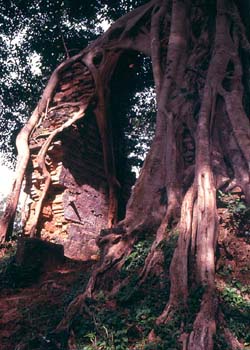 Big Root at Sambor Prei Kuk, Kampong Thom, Cambodia - Hanuman Tourism Voyages